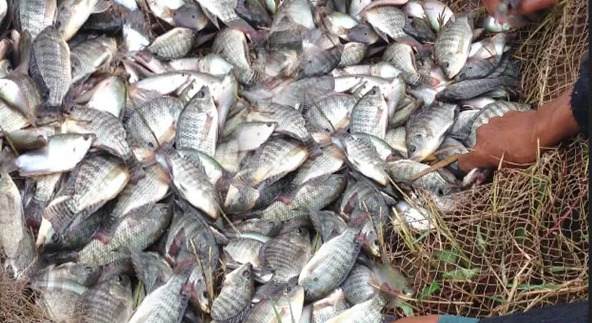 Experts warn Australia’s fish population is declining at a rapid rate