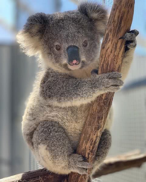 koala-ty time