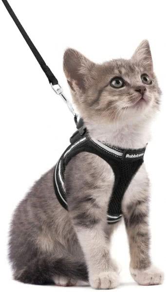 Cat in a harness looking very handsome